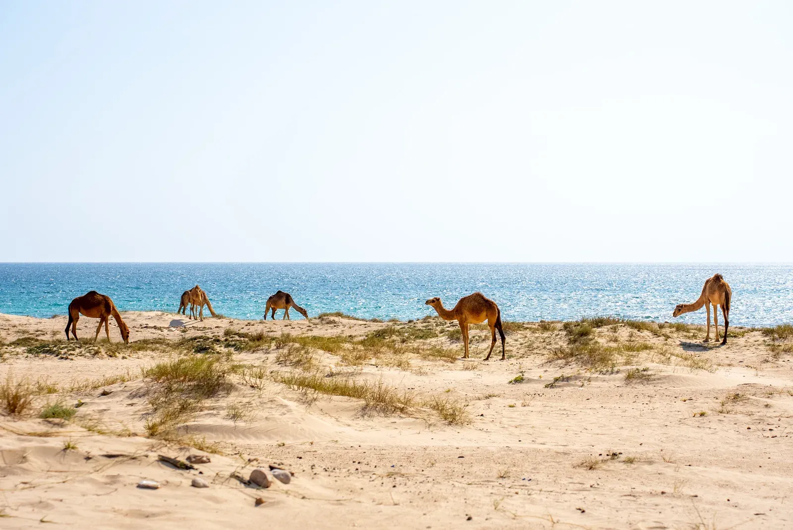 Kamelen grazen langs het turquoise water van de Dhofar-kust
