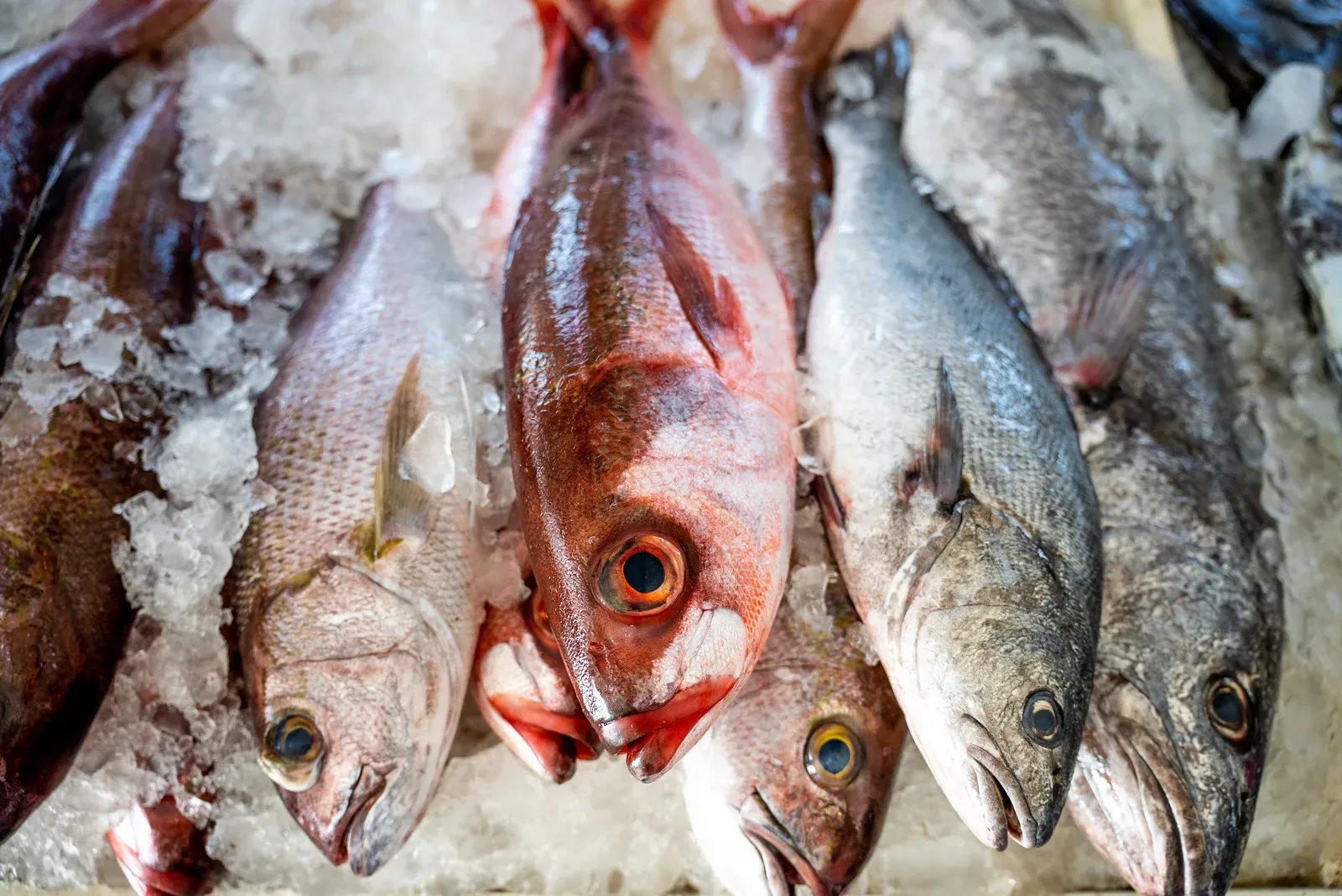Verse vis op ijs op de vismarkt van de Dhofar-kust