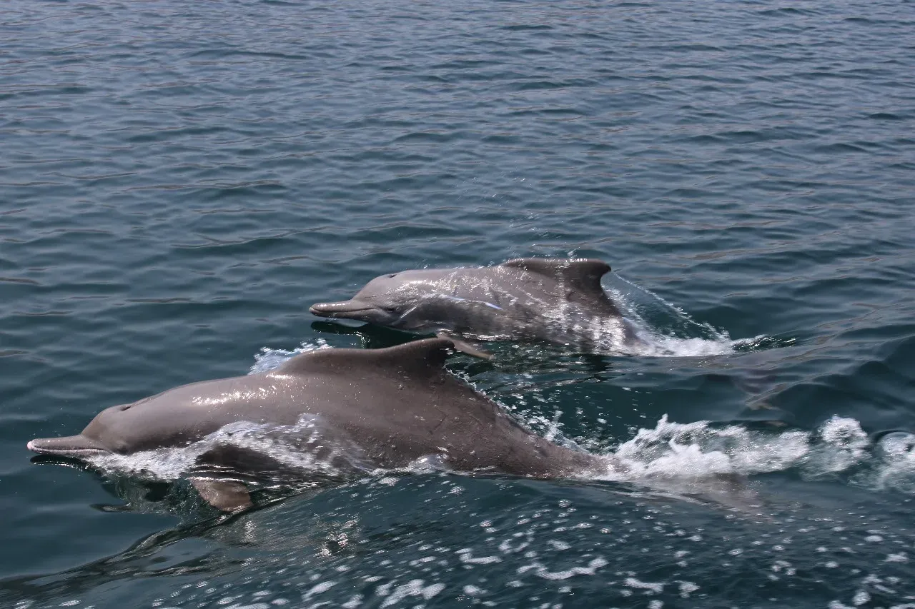 Twee dolfijnen springen door het water voor de kust van Oman