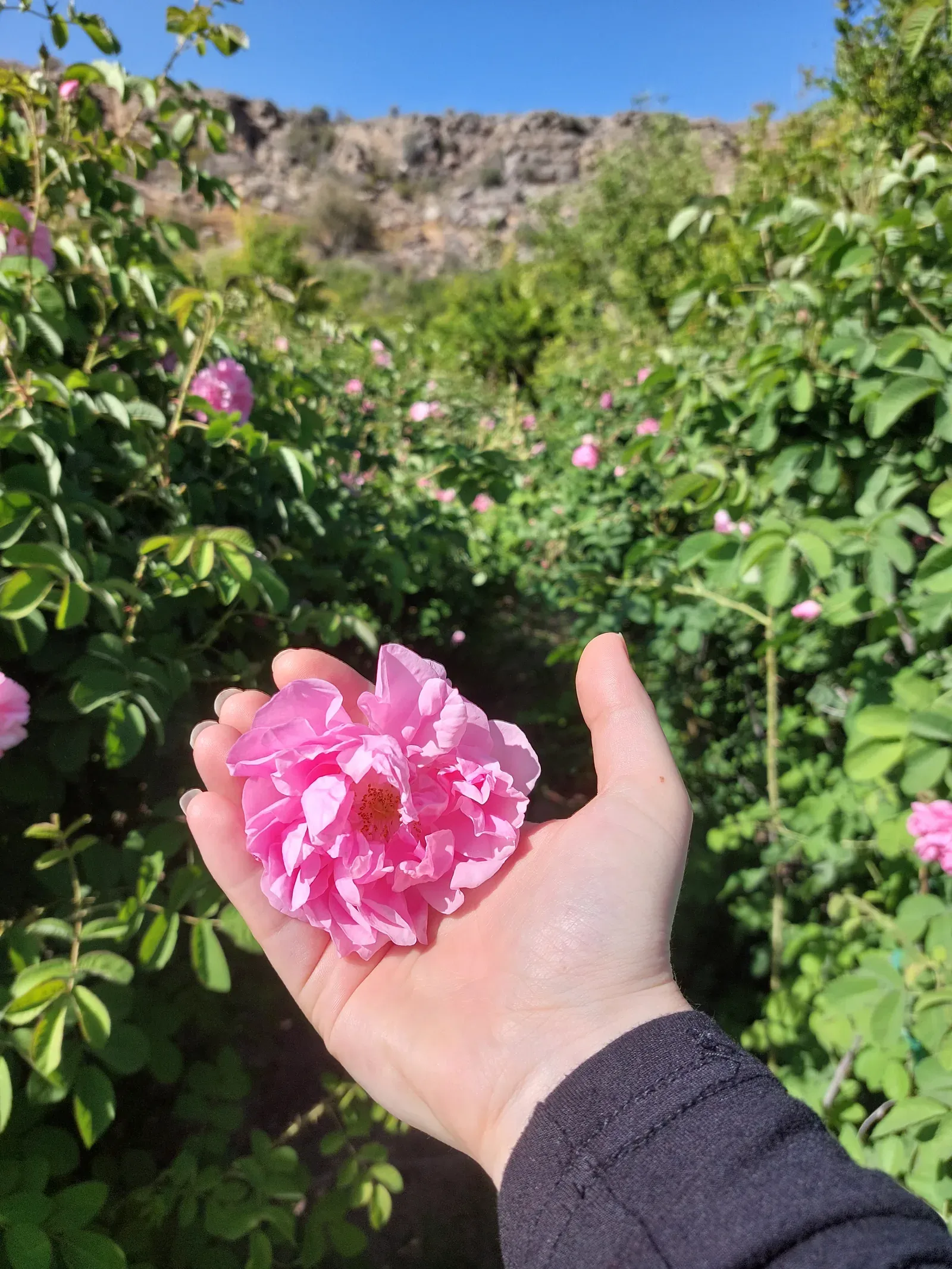 Een hand houdt een opengevouwen roze Damascusroos vast boven de rozenstruiken van de Jebel Akhdar