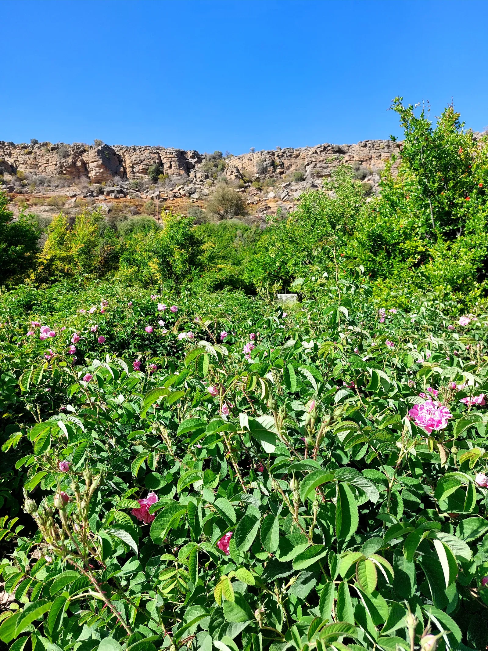 Terrassen vol bloeiende Damascusrozen op de groene hellingen van de Jebel Akhdar in het rozenseizoen