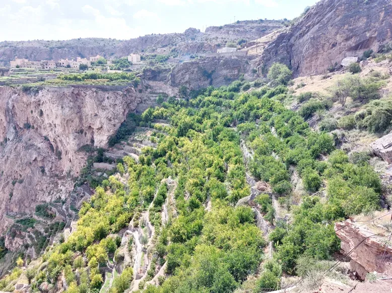Groene terrastuinen met fruitbomen langs de steile wanden van een kloof in het Jebel Akhdar-gebergte