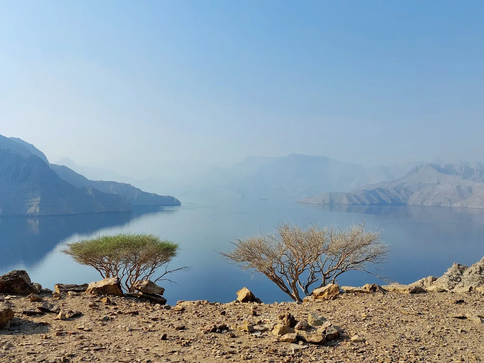 Uitzicht over de diepblauwe fjorden van Musandam met acaciabomen op de rotsige voorgrond