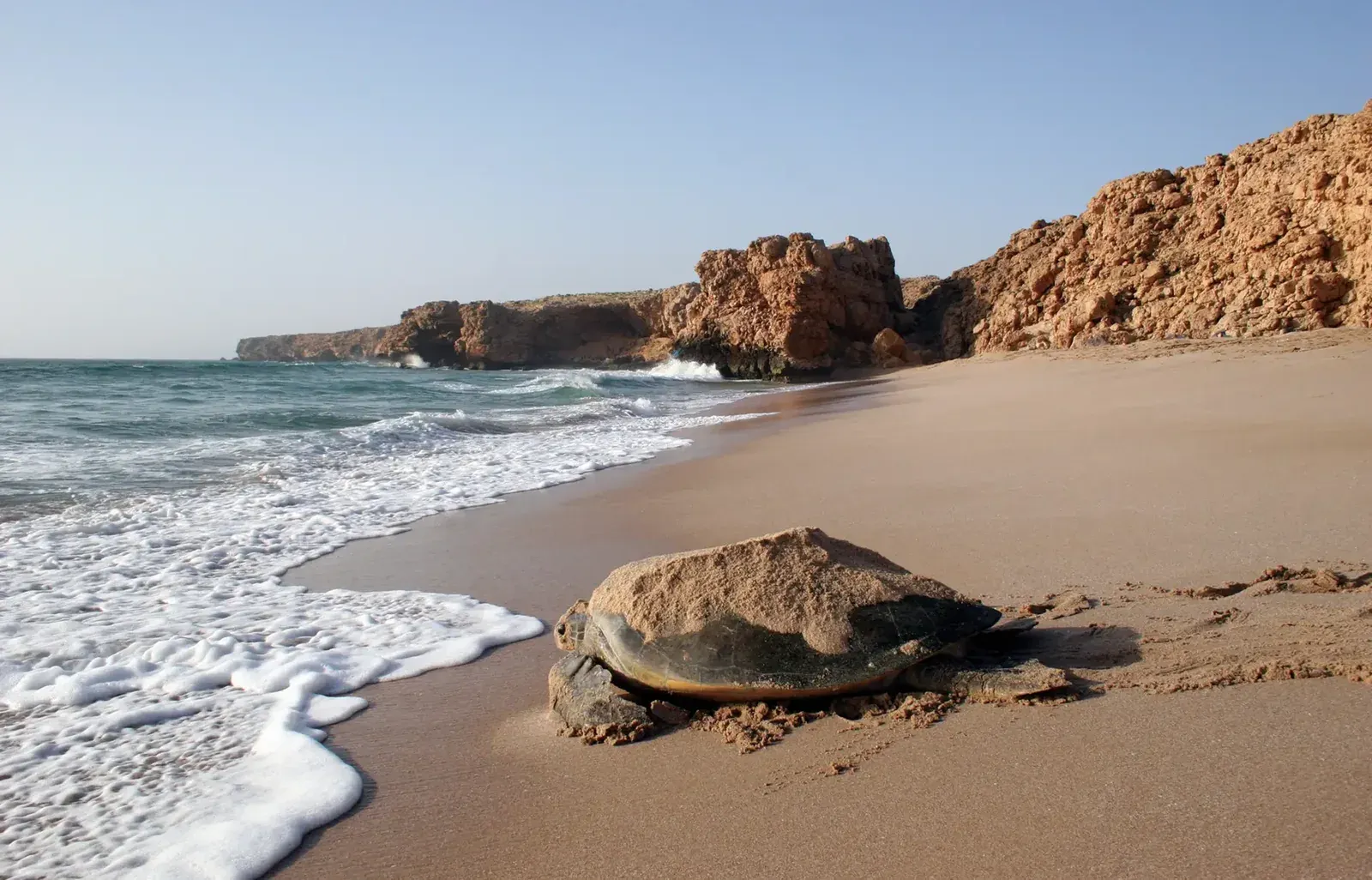 Een zeeschildpad met zand op haar schild keert bij het strand van Ras Al Jinz terug naar de branding, met de rotskust op de achtergrond