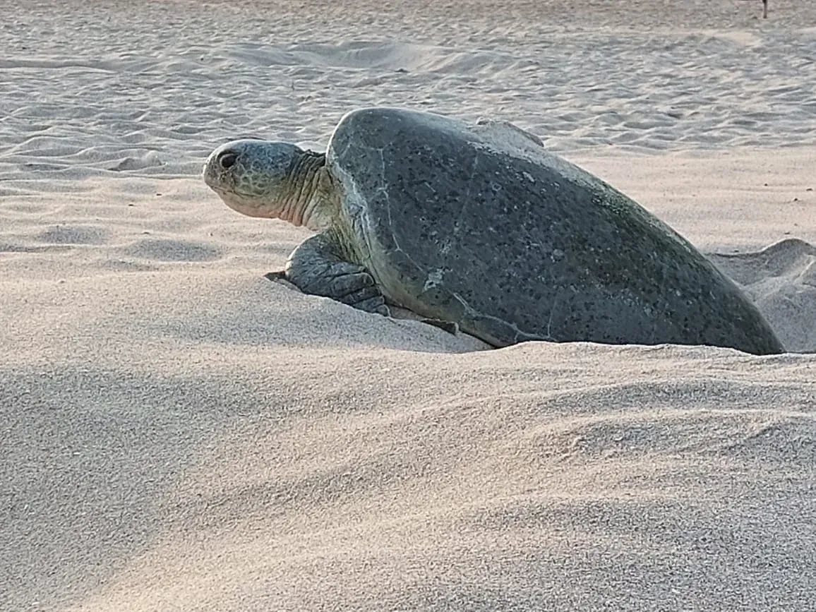 Een groene zeeschildpad kruipt over het lichte zand van het strand bij Ras Al Jinz