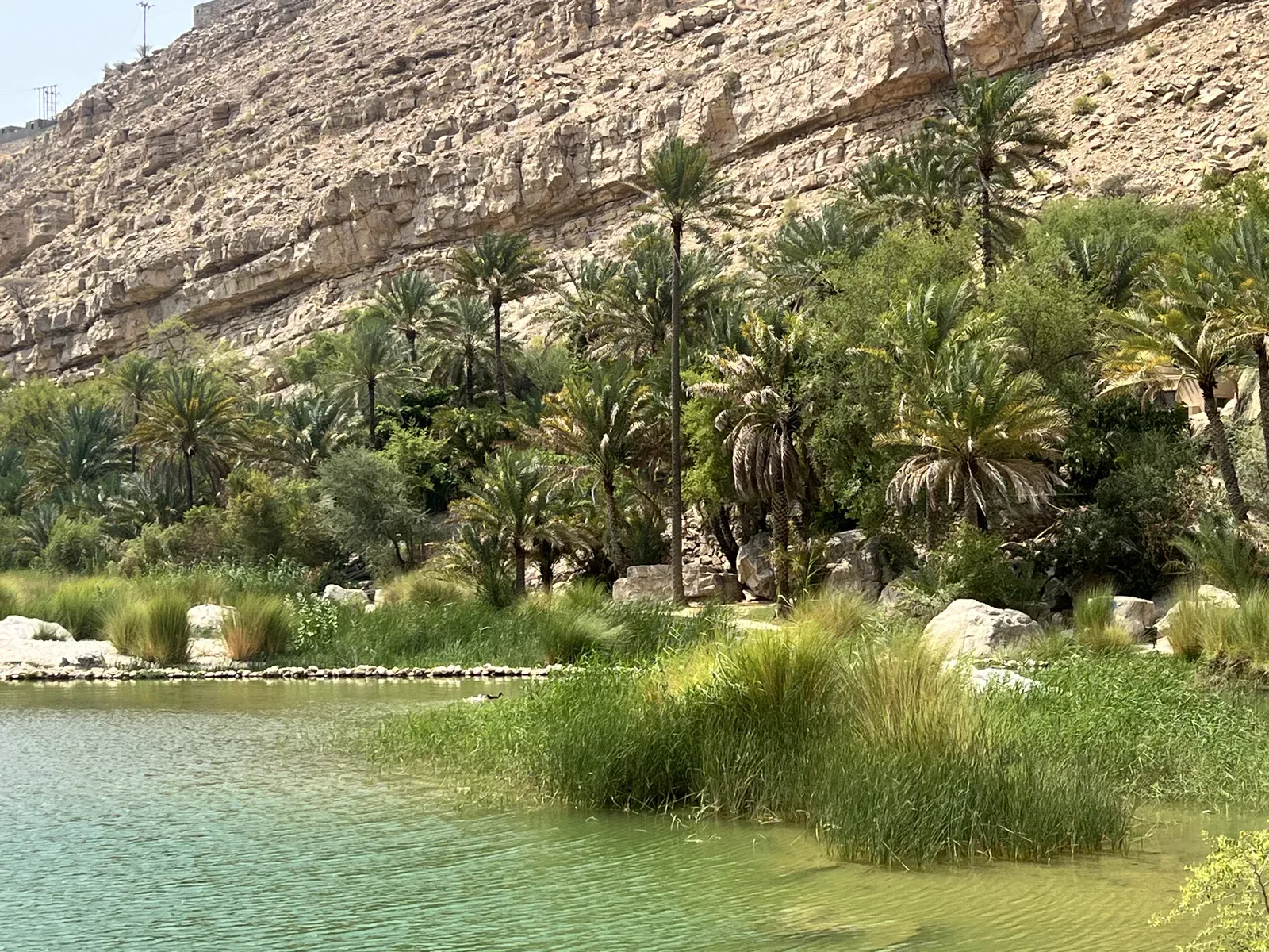 Een groene poel van Wadi Bani Khalid aan de voet van een hoge, gelaagde kalkstenen rotswand met palmen en rietkragen