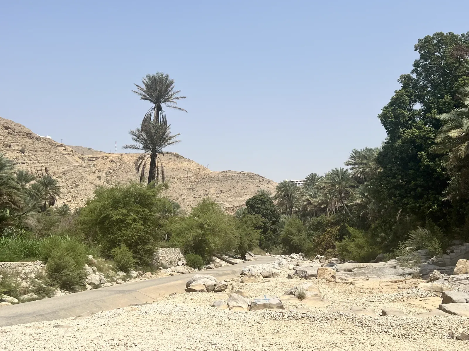 Een hoge dadelpalm steekt boven het groen uit in de droge, stenige bedding van Wadi Bani Khalid, met bergen op de achtergrond