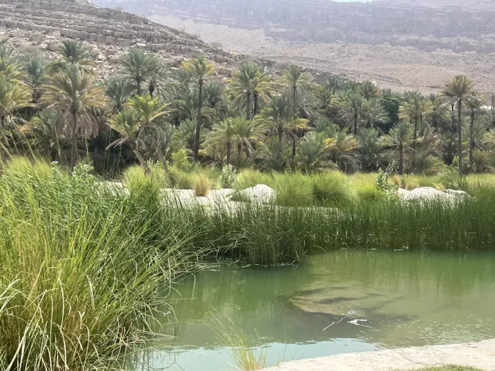 Een smaragdgroene natuurlijke zwemvijver van Wadi Bani Khalid, omzoomd door rietgras, dadelpalmen en kale bergwanden