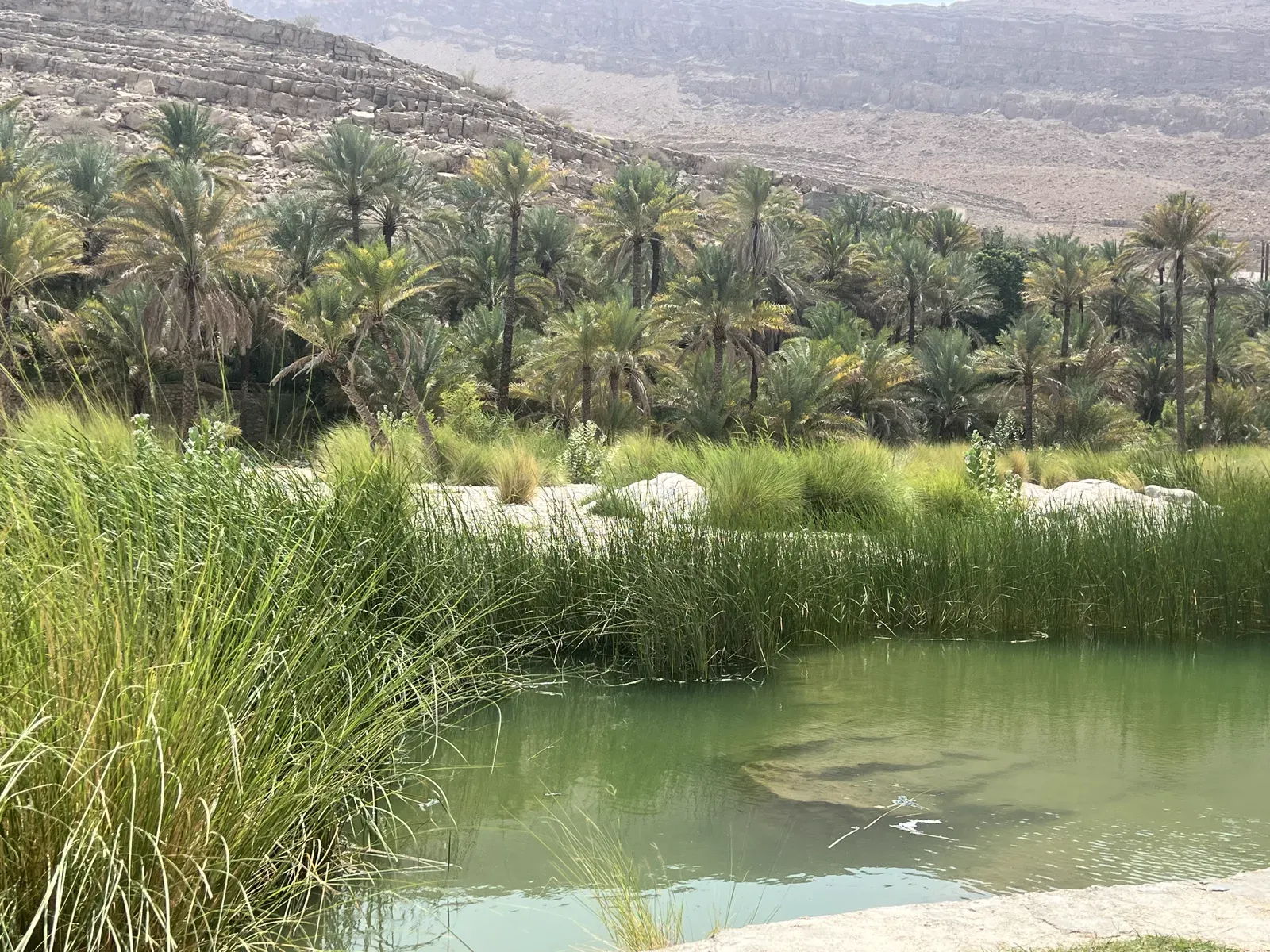 Een smaragdgroene natuurlijke zwemvijver van Wadi Bani Khalid, omzoomd door rietgras, dadelpalmen en kale bergwanden