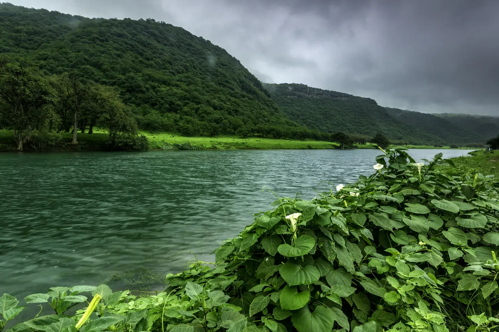 Een rustig meer in Wadi Darbat met mistige groene heuvels en bloeiende calla’s op de voorgrond tijdens de Khareef