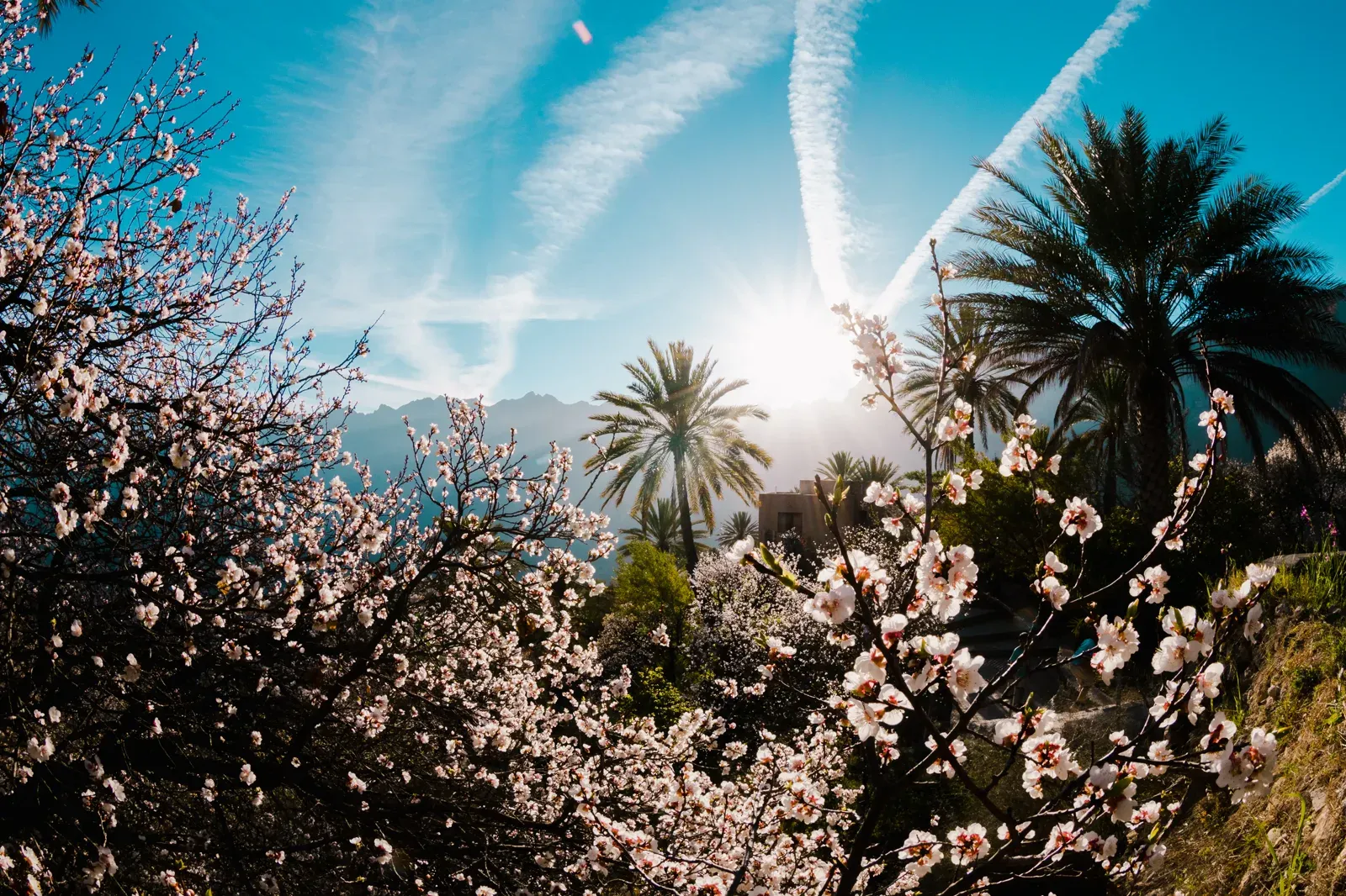 Bloeiende amandeltakken en palmen in Wakan tegen een strakblauwe lucht met de zon laag boven de bergkam
