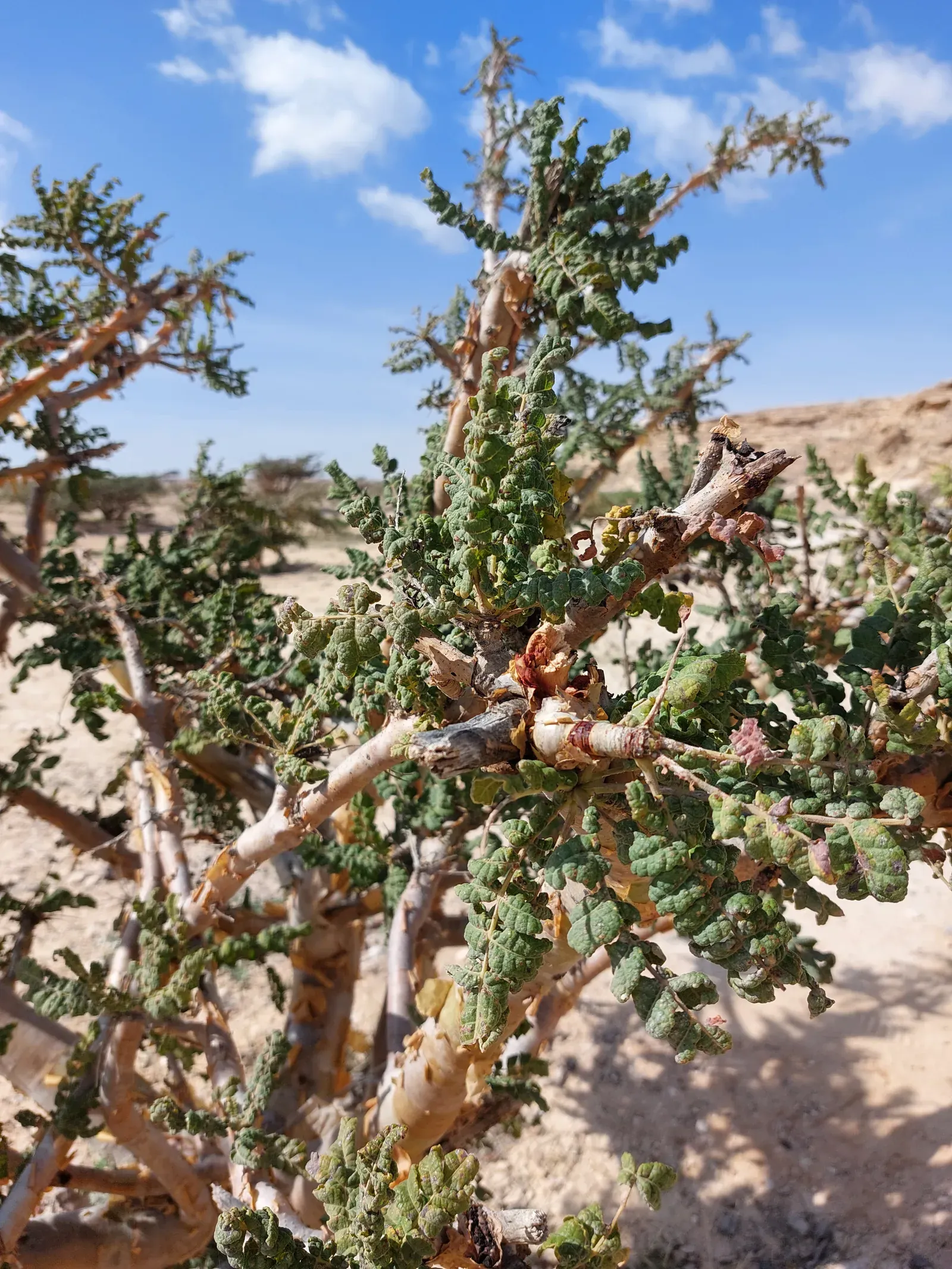 Een echte wierookboom (Boswellia sacra) met knoestige takken in het droge landschap van Dhofar